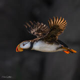 PUFFIN CLIFF HANGER