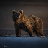 STARE DOWN AT SUNSET