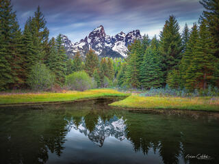 MEADOW SERENITY
