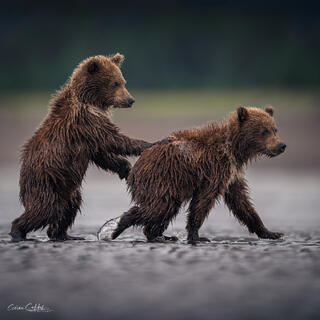BROTHER BEAR PUSH