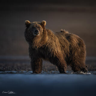 STARE DOWN AT SUNSET