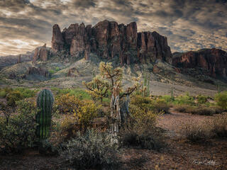 DESERT MORNING GLOW