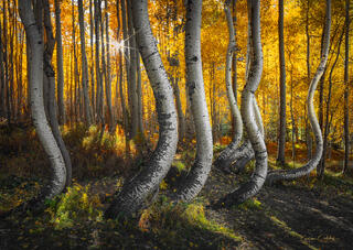 ASPEN SUNRISE TANGO