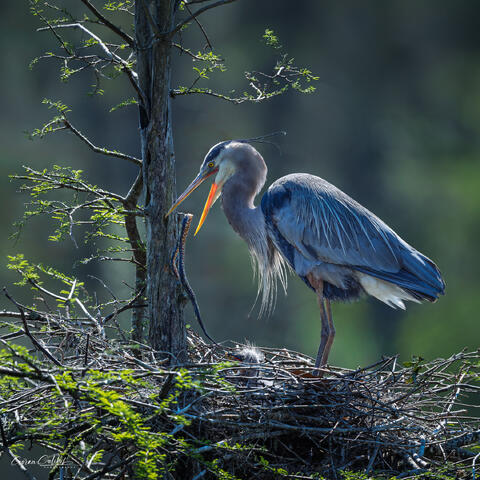 PREDATORY BIRDS